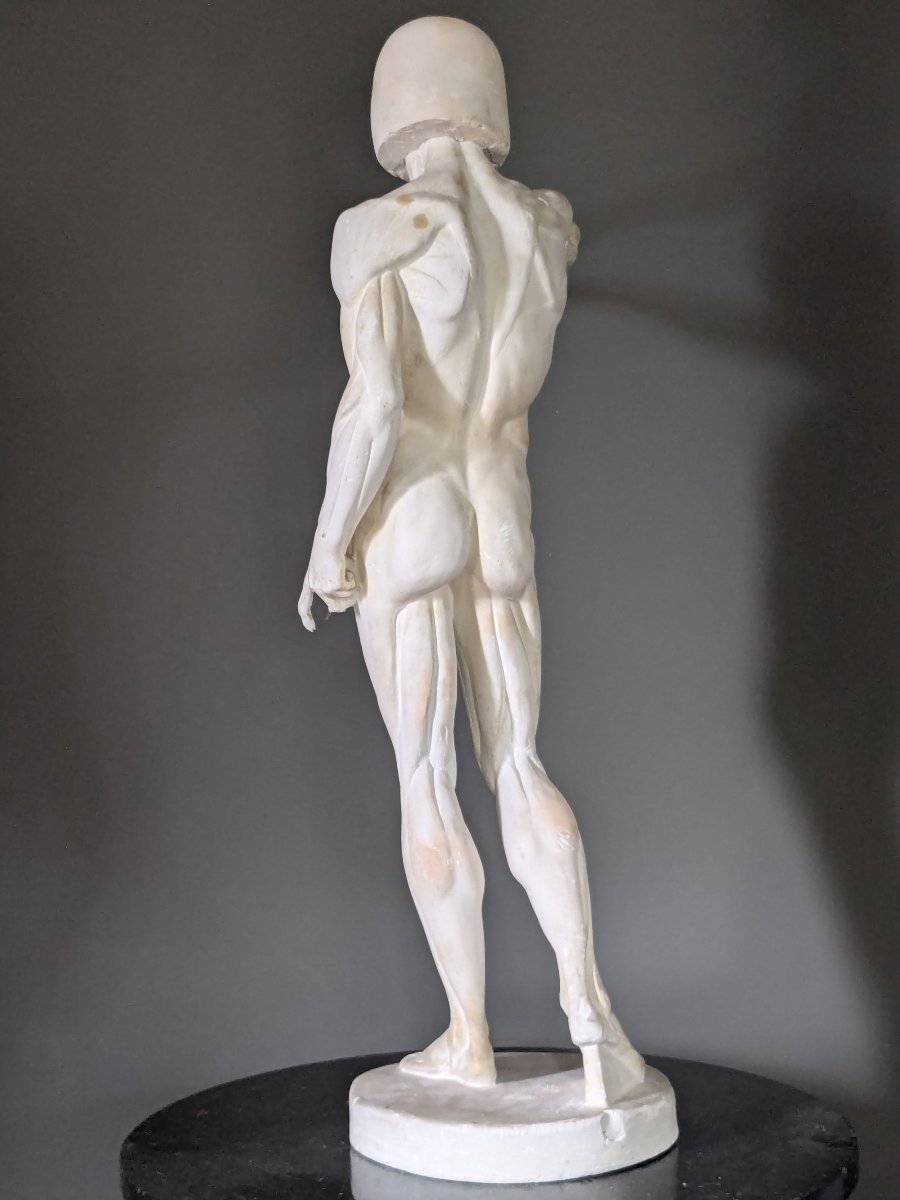 Plâtre anatomique début 20 ème, écorché au bras tendu.-photo-3