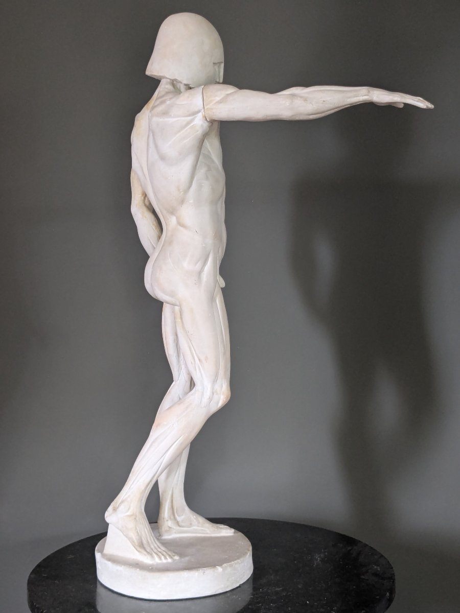 Plâtre anatomique début 20 ème, écorché au bras tendu.-photo-6