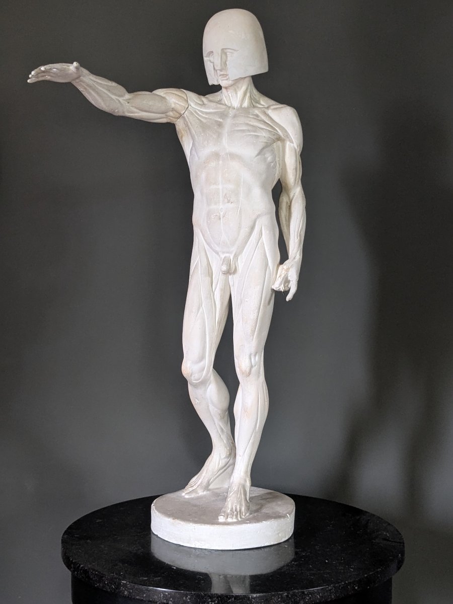 Plâtre anatomique début 20 ème, écorché au bras tendu.
