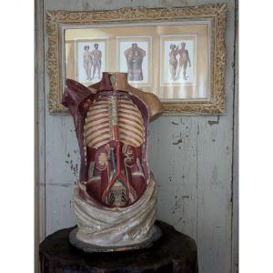 Large Anatomical Bust 18th Century