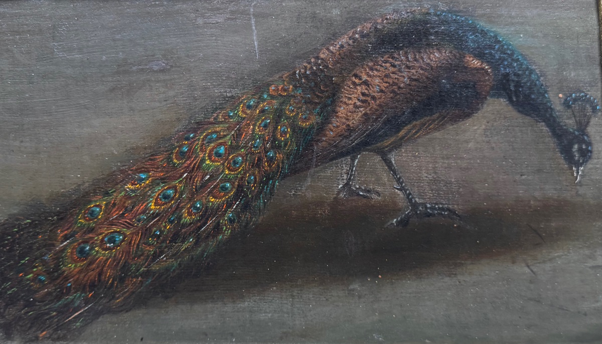 A Peacock In Profile-photo-2