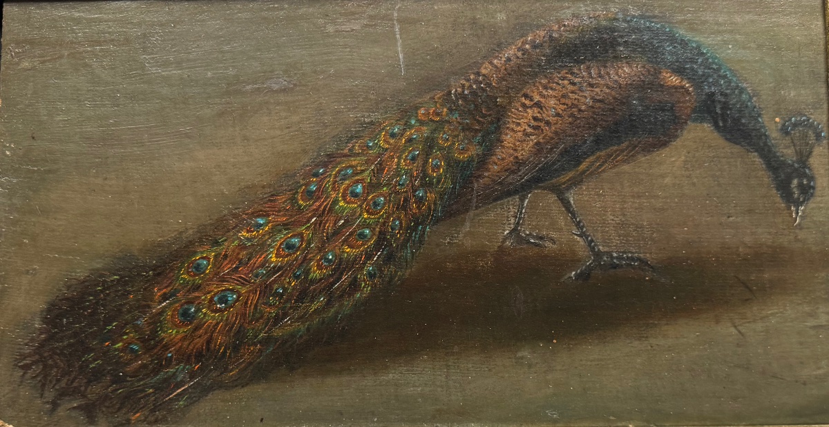 A Peacock In Profile-photo-4