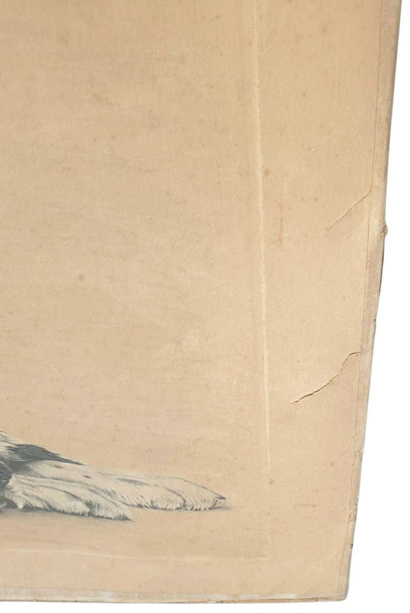 Léon Danchin deux setters au repos 90x78 cm-photo-4