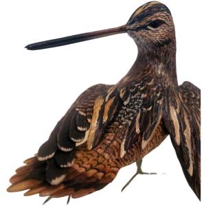 Sylvestrie bécasse des bois en terre cuite polychromes signée 