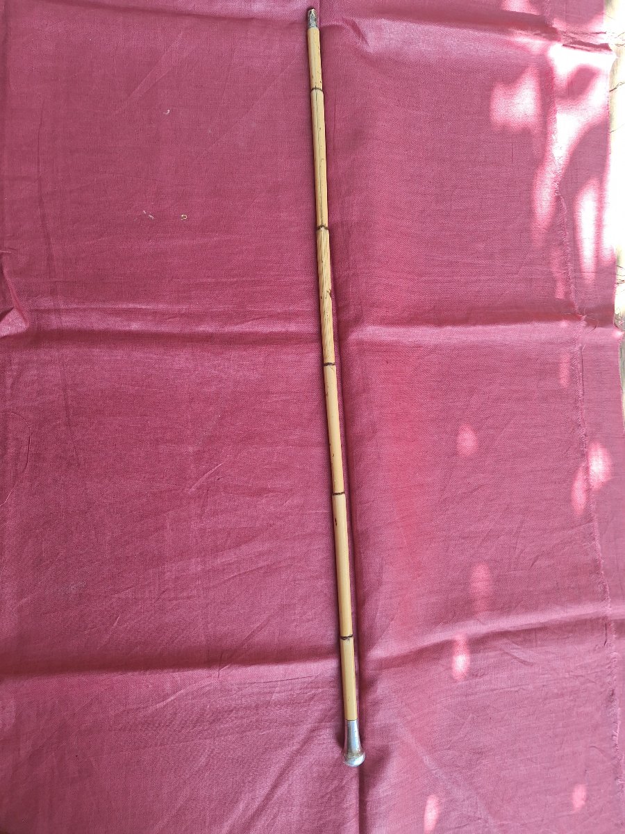 Ladies' Walking Stick Or Cane  Made Of Cane With A Solid Silver Knob