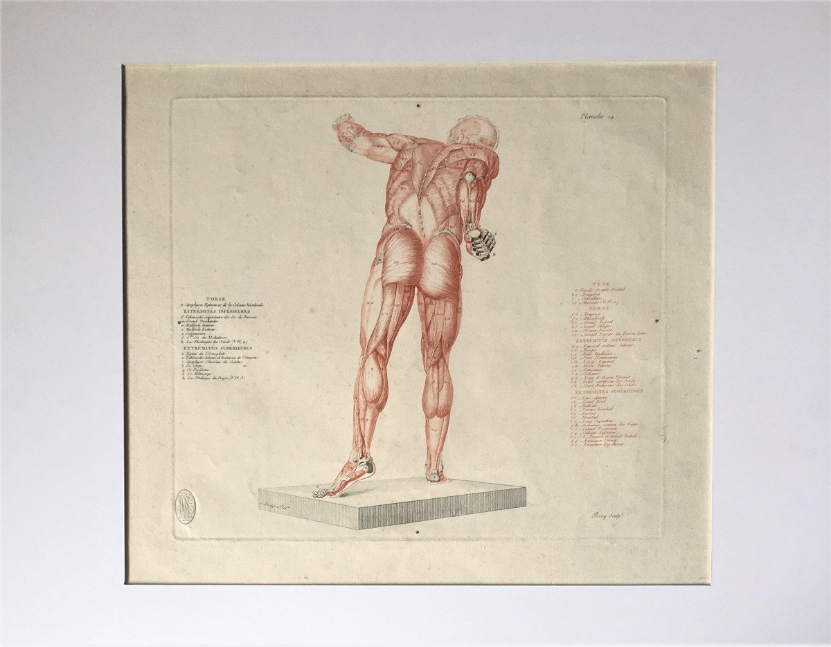 Jean-Galbert Salvage (1770-1813). " Anatomie du gladiateur combattant". 1812. Gravure.-photo-2