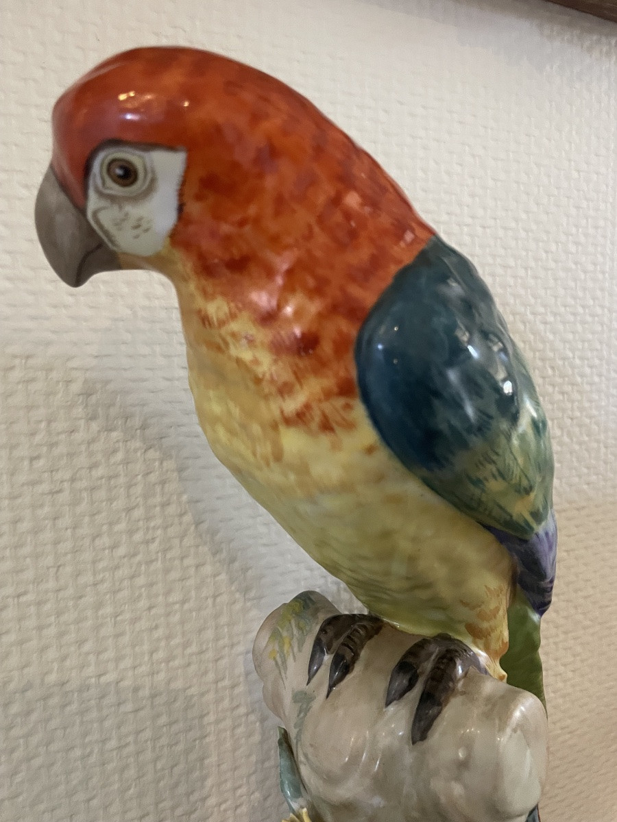 Perroquet en porcelaine de Meissen vers 1900-photo-3