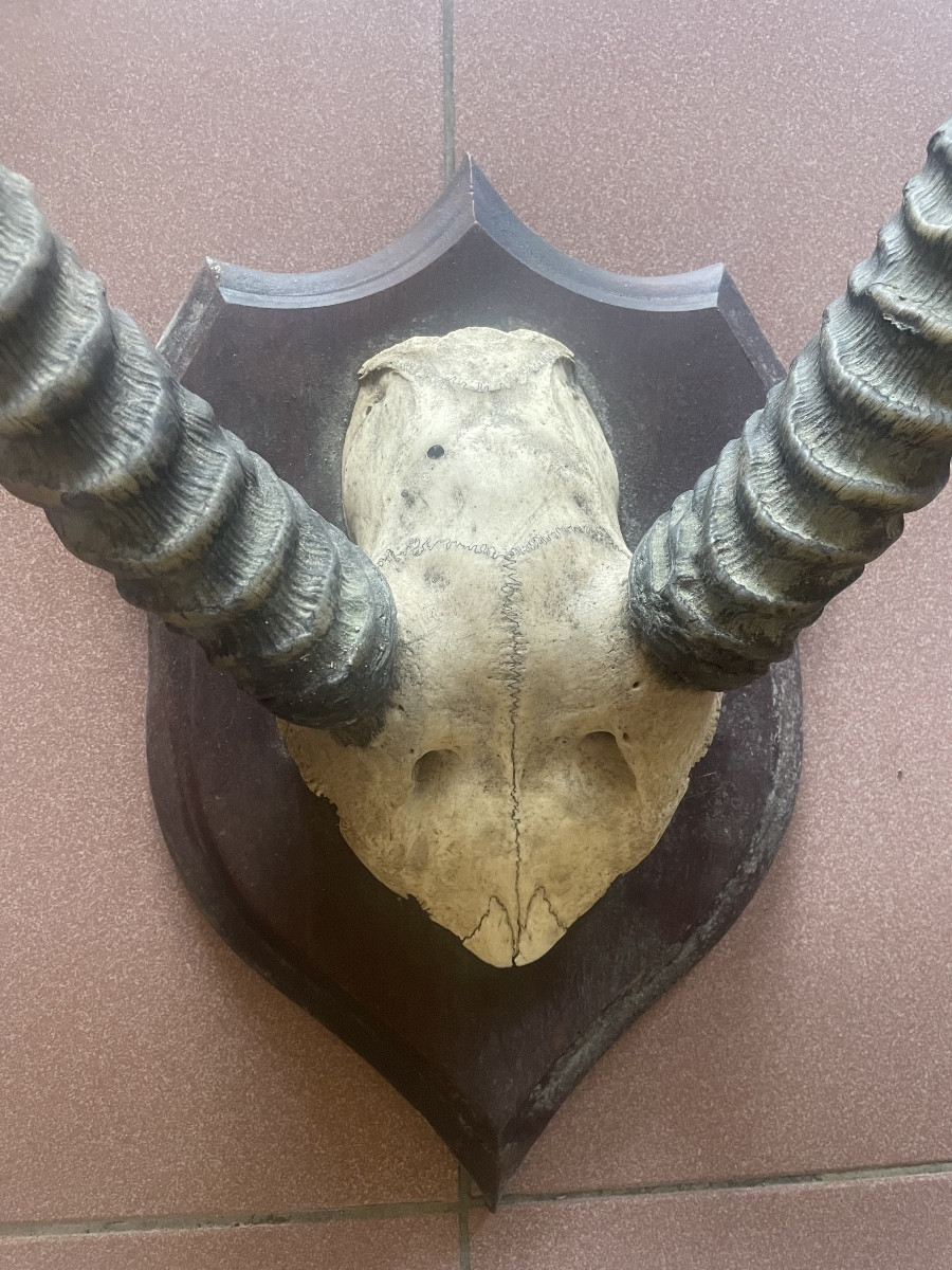 Trophée africain d’antilope -photo-4