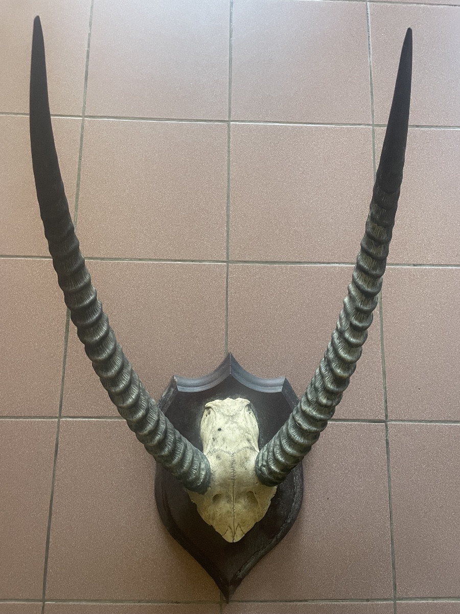 Trophée africain d’antilope 