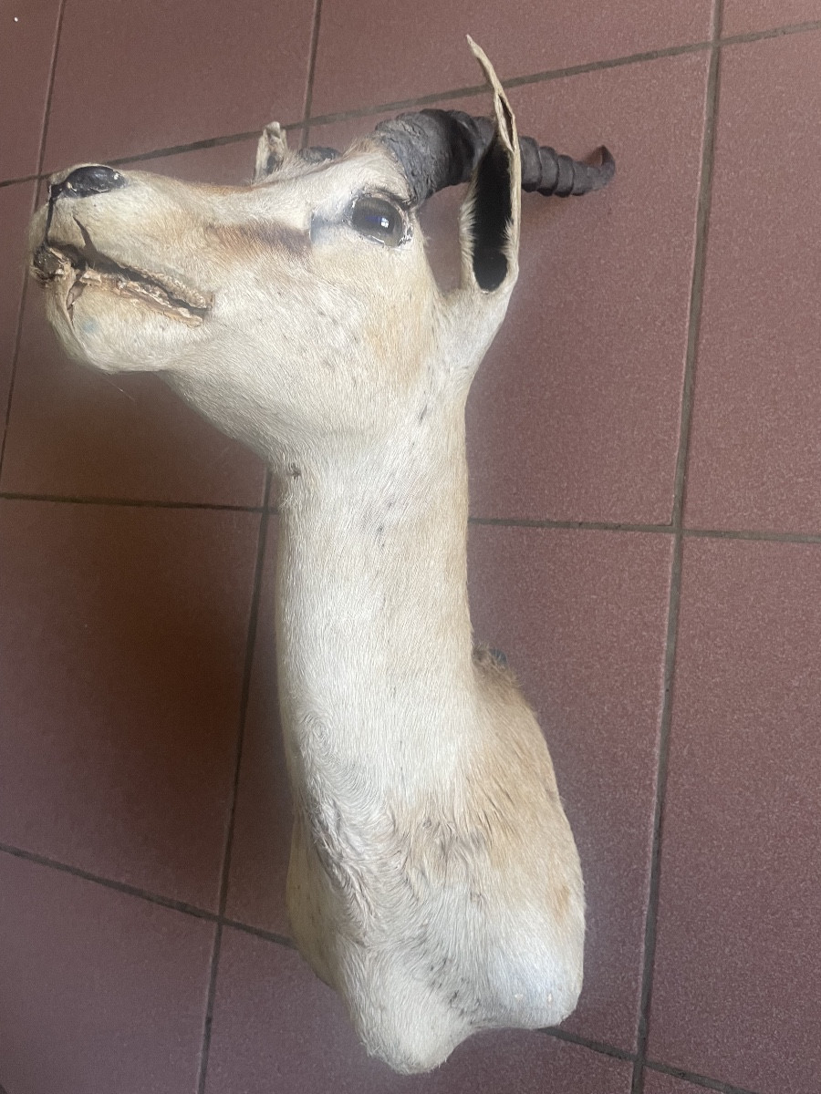 Trophée d’une antilope africaine -photo-3