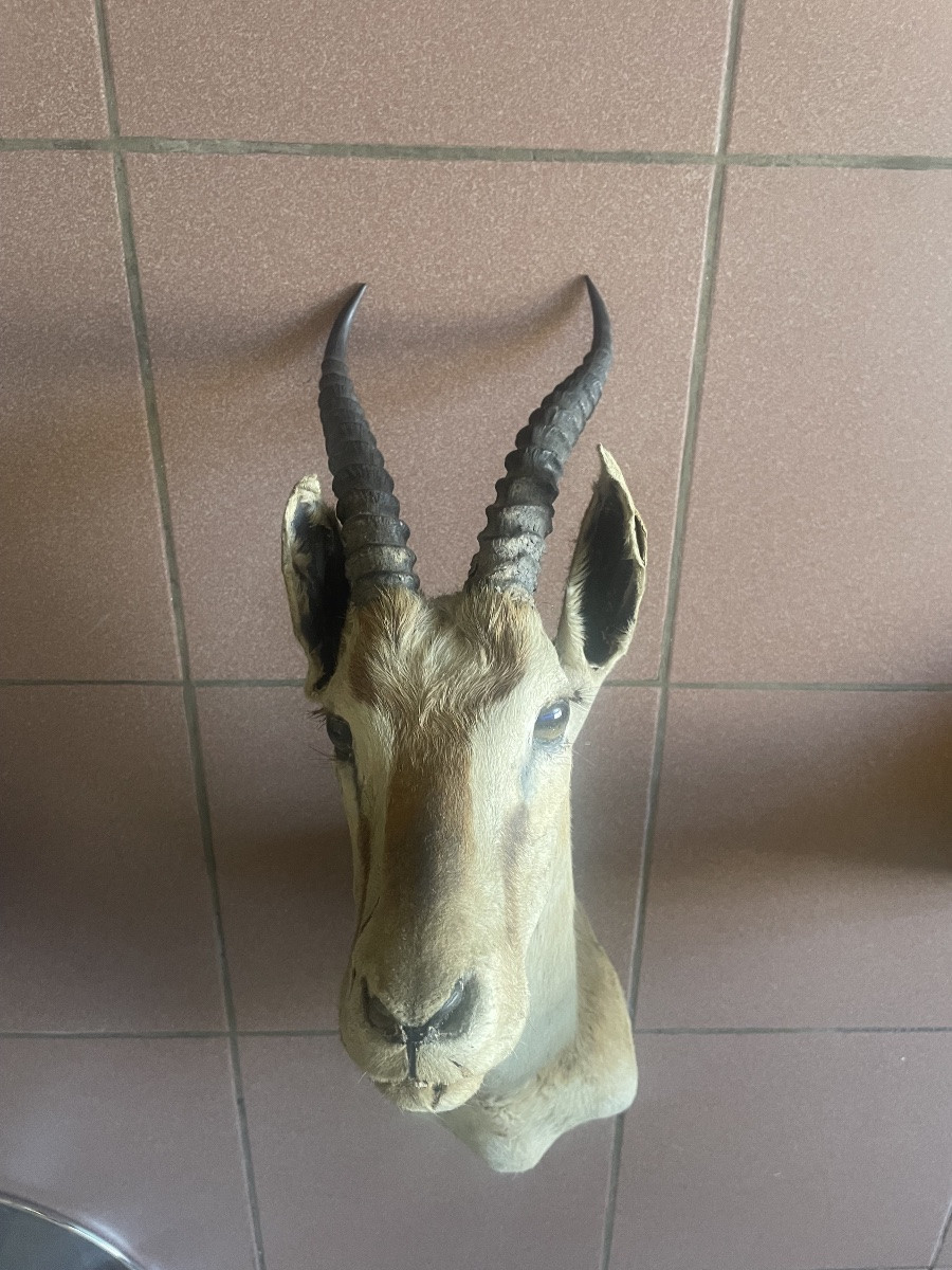 Trophée d’une antilope africaine -photo-1
