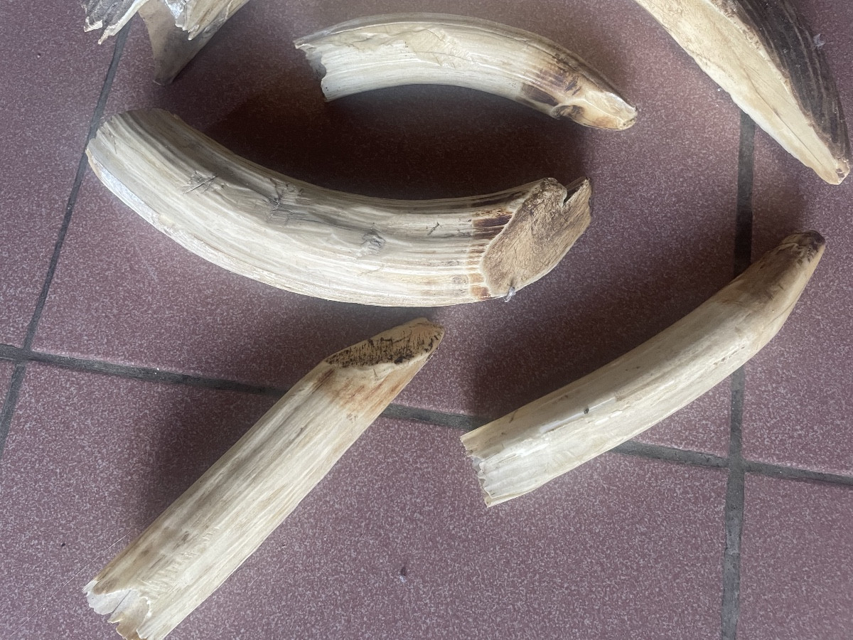 Lot de 6 dents d’hippopotame -photo-3