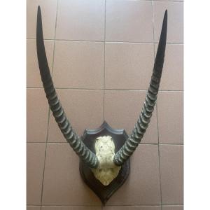 Trophée africain d’antilope 