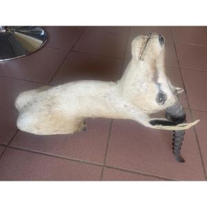 Trophée d’une antilope africaine 