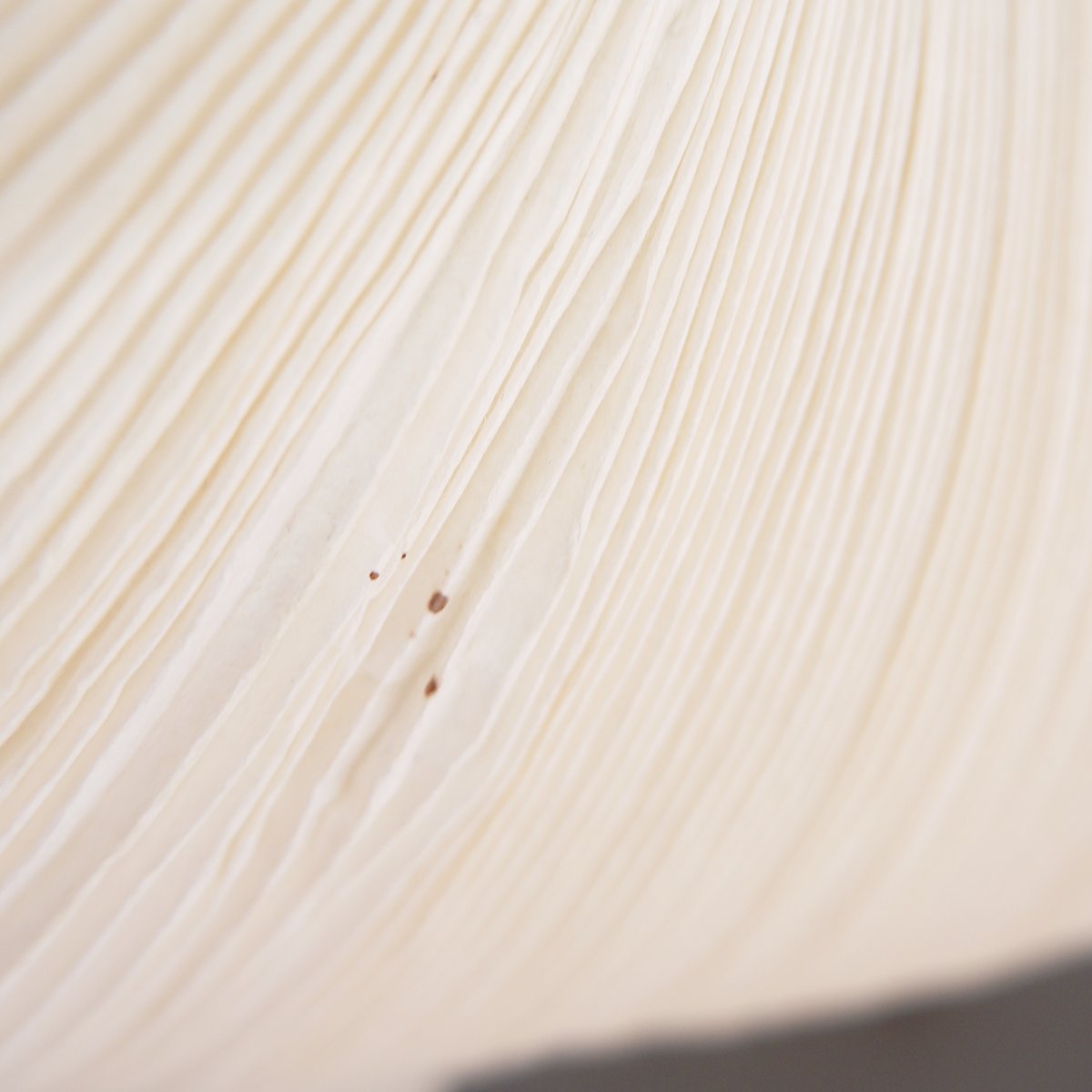 Lampe de table « Rose Yoruba » de Dagmar Mombach et Ingo Maurer pour Ingo Maurer-photo-3