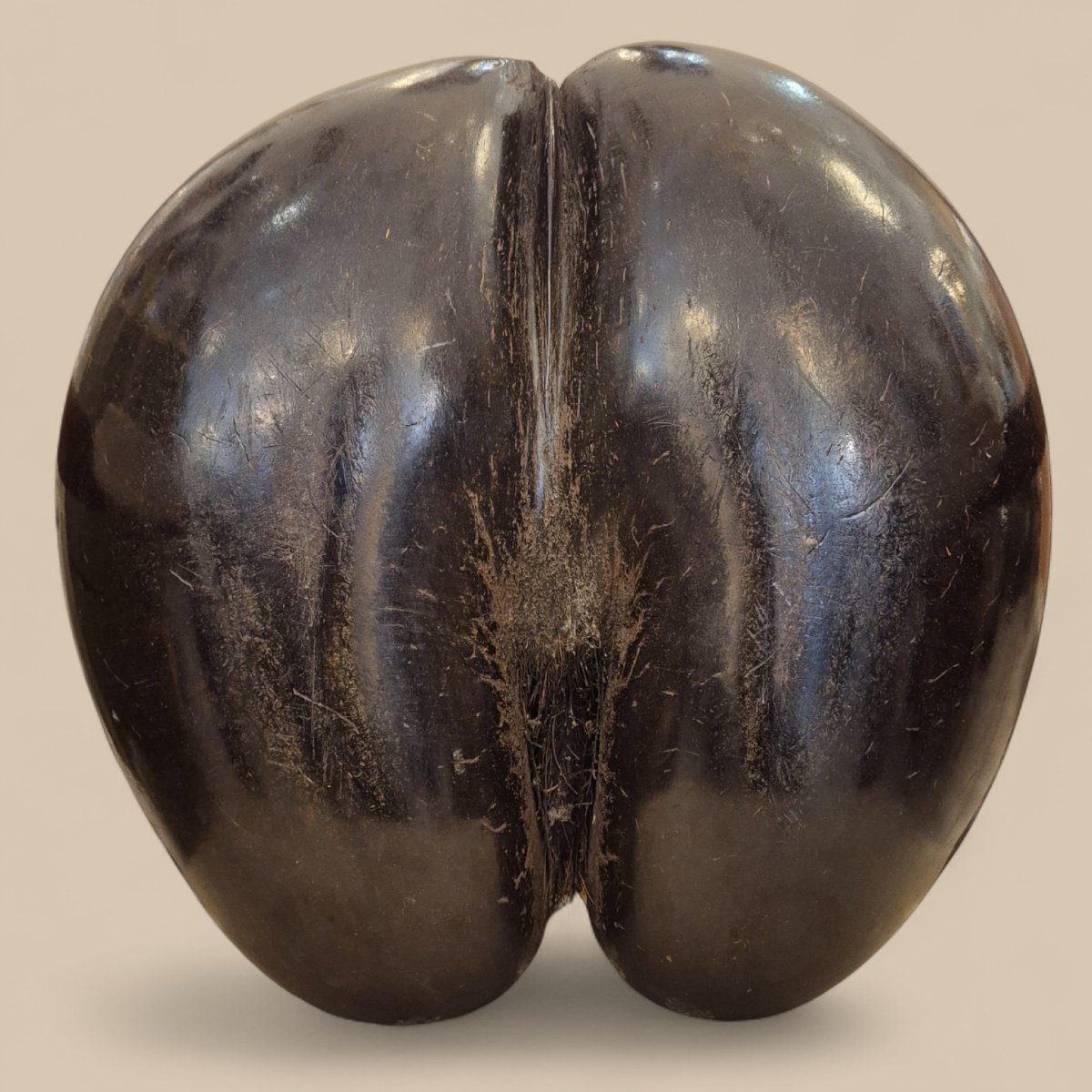  Grand Coco de Mer, Seychelles, 20ème siècle-photo-4