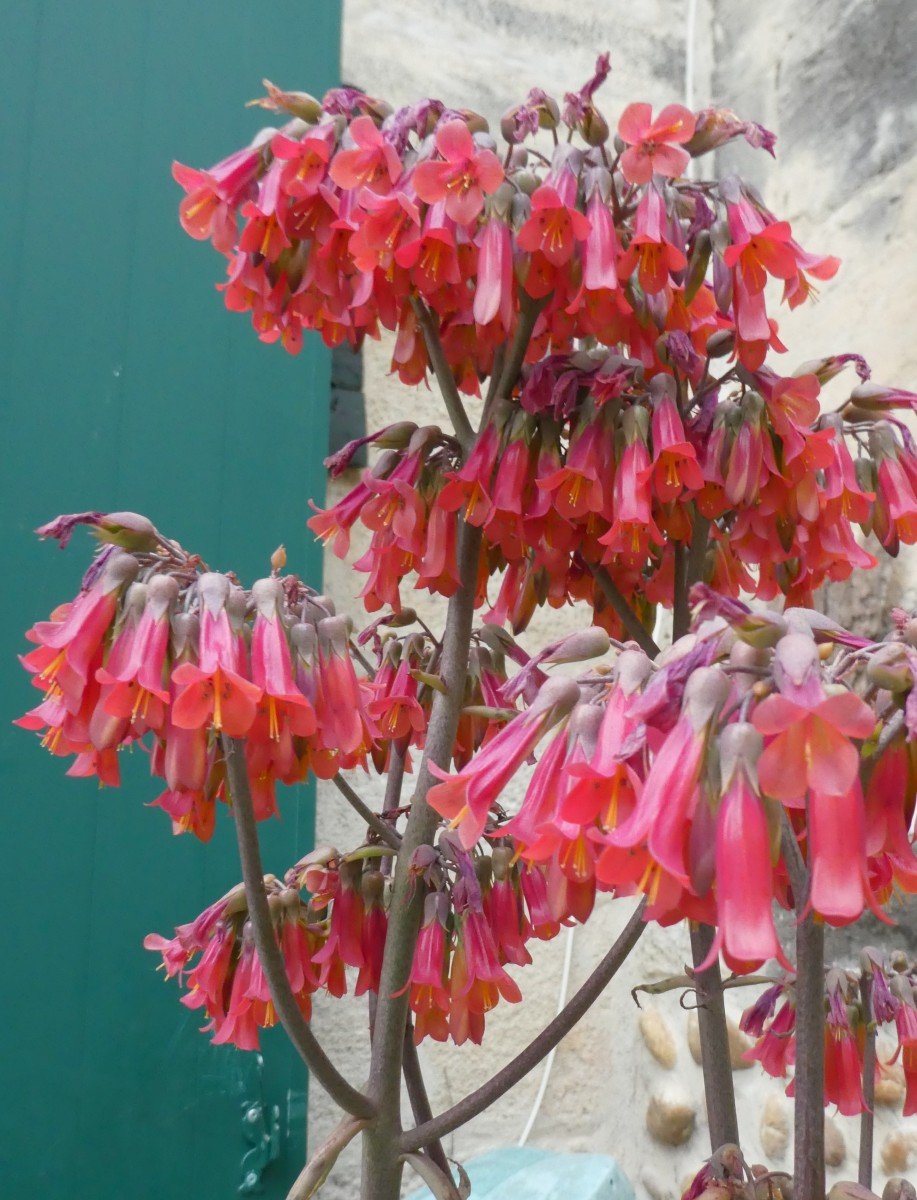 Japonisme, Planter With Currycombs, Dammouse And Haviland, Circa 1880-photo-6