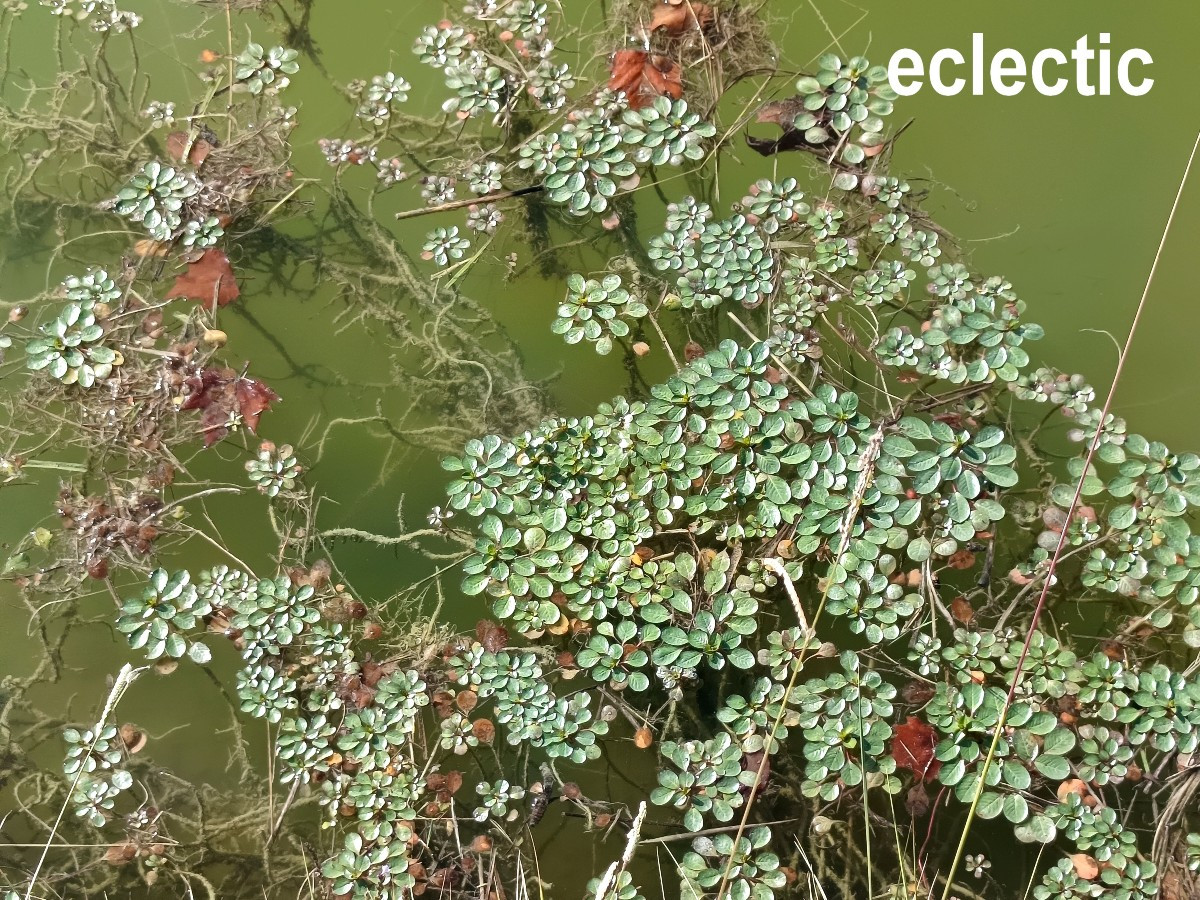 Lampe à huile baladeuse, bronze, Languedoc, 17-18e siècle-photo-3