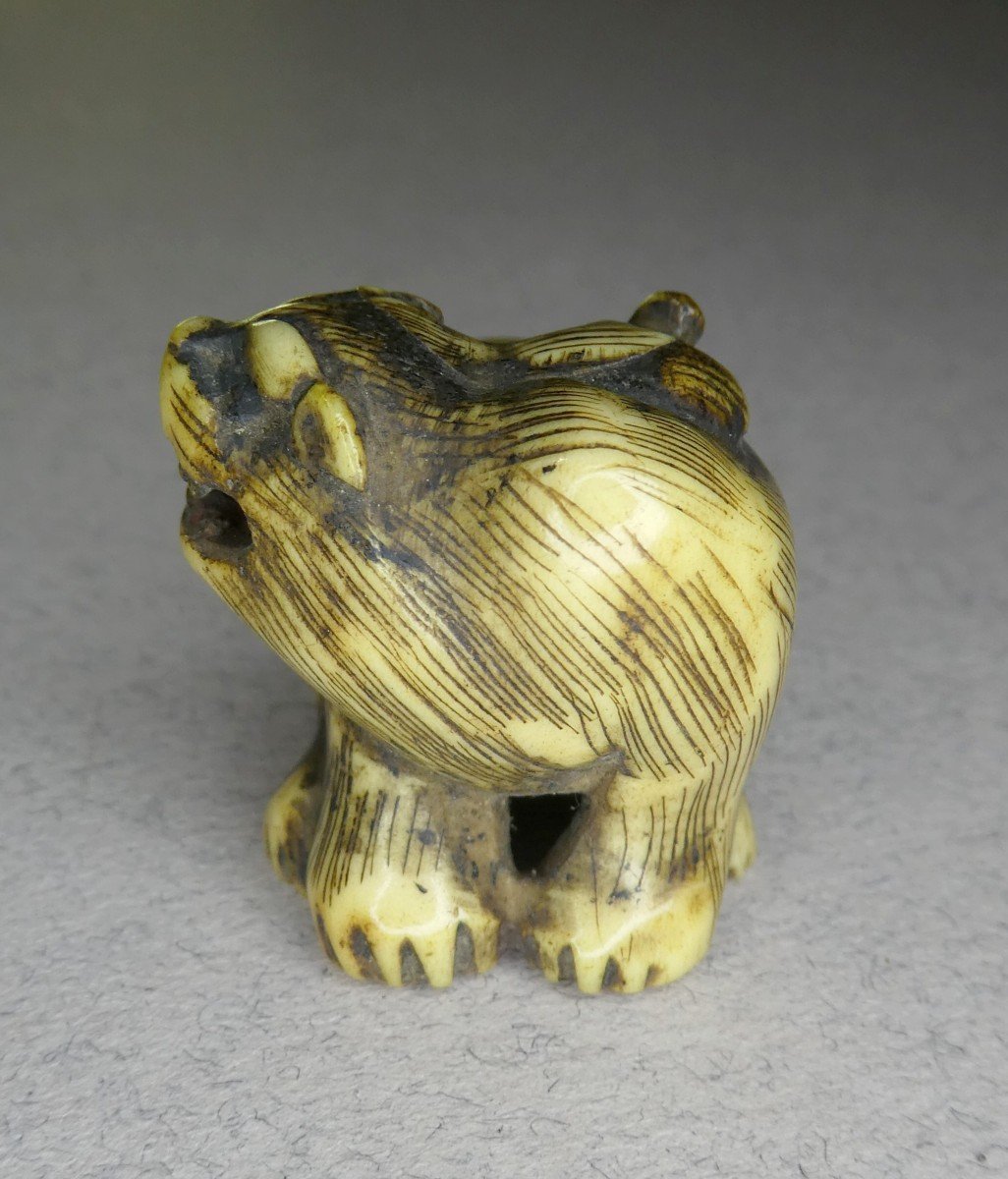 Animal Netsuke, Carved Bone: Guard Lion Dog, Japan - Circa 1900-photo-4
