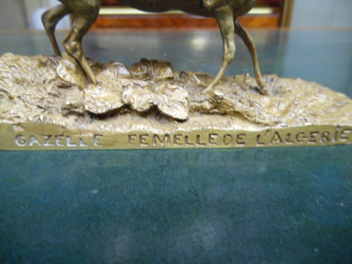 Female Gazelle De L Algerie Pj Mene Bronze Star-photo-3