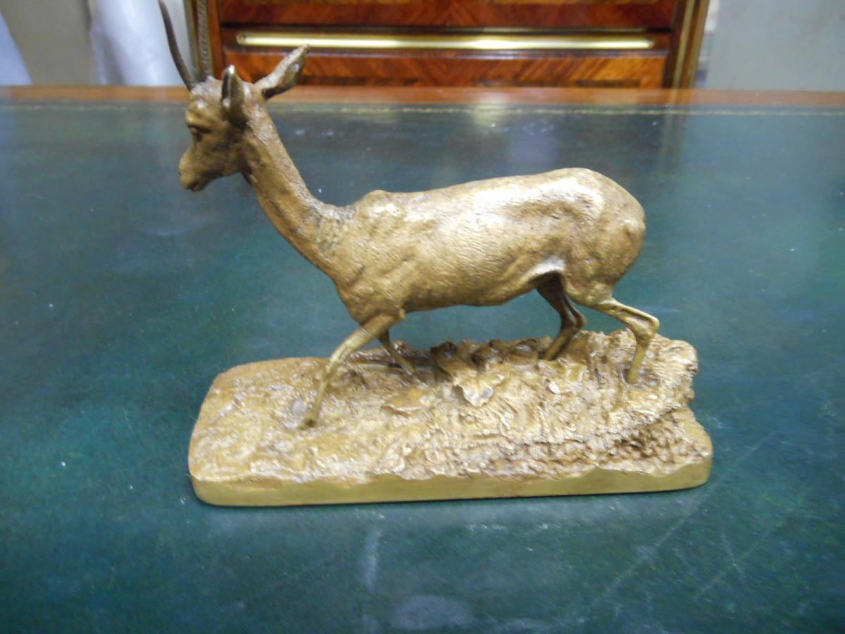 Female Gazelle De L Algerie Pj Mene Bronze Star-photo-4