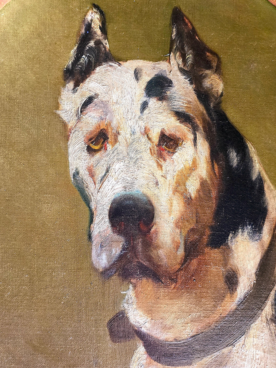 Portrait Of A Great Dane, Signed Georges Henri Fauvel (19th-20th Century). (88cm X 70cm)-photo-4