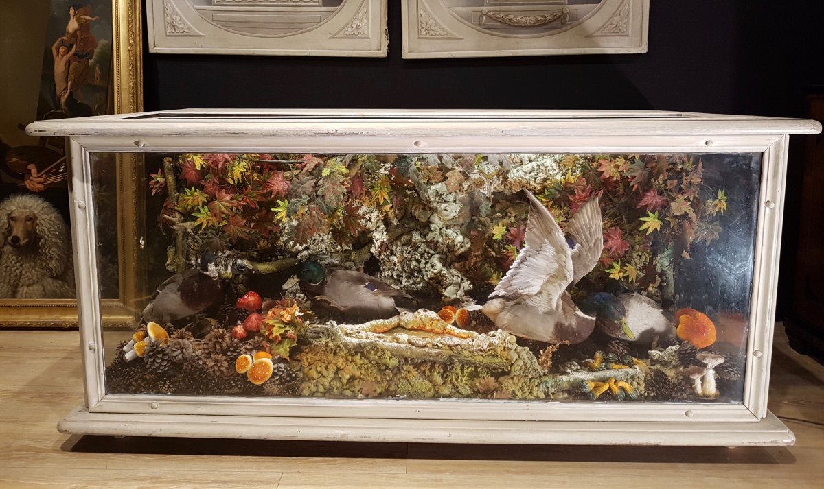 Comptoir Showcase Taxidermy, Hunting Decor, Ducks Naturalized (180cm X 100cm)-photo-2