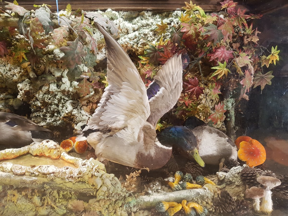 Comptoir Showcase Taxidermy, Hunting Decor, Ducks Naturalized (180cm X 100cm)-photo-4