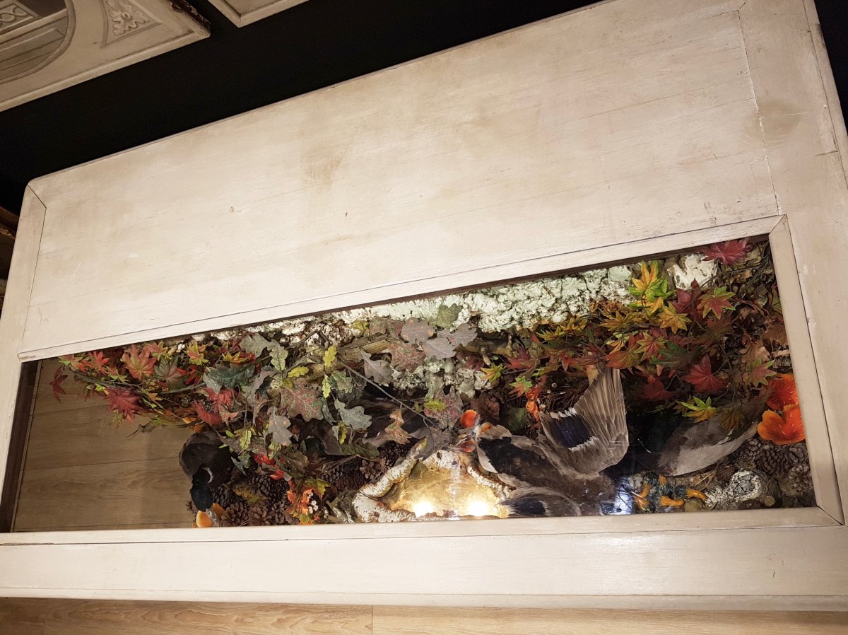 Comptoir Showcase Taxidermy, Hunting Decor, Ducks Naturalized (180cm X 100cm)-photo-4