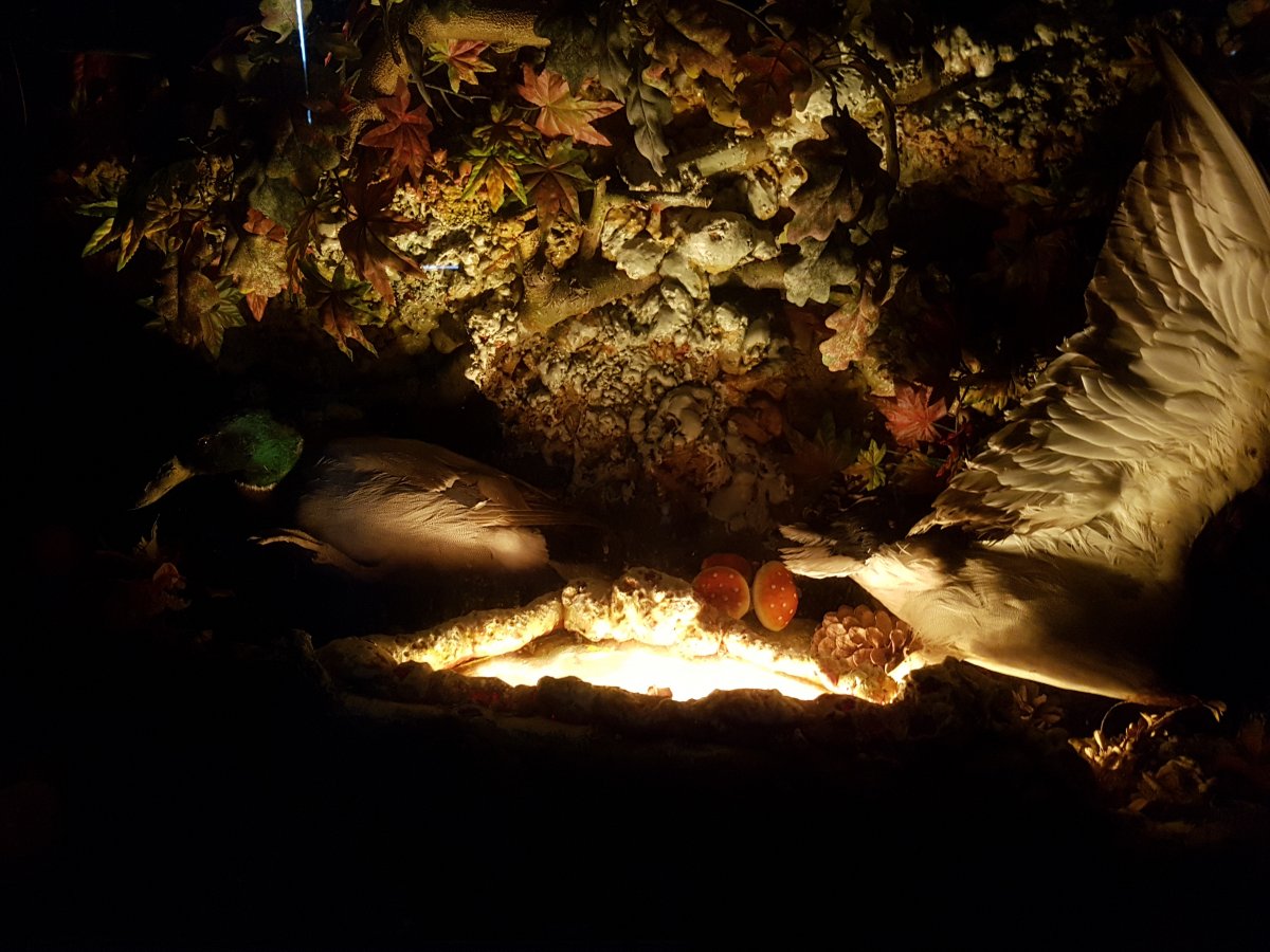 Comptoir Showcase Taxidermy, Hunting Decor, Ducks Naturalized (180cm X 100cm)-photo-6