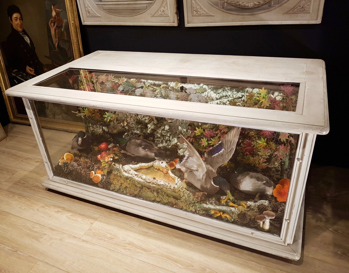 Comptoir Showcase Taxidermy, Hunting Decor, Ducks Naturalized (180cm X 100cm)