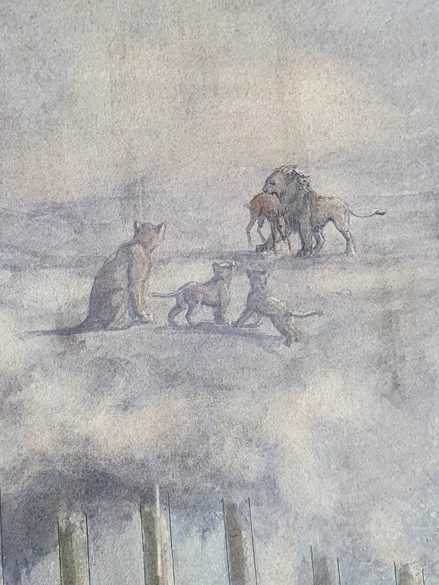 Lion In A Cage Dreaming Of Freedom Large Watercolor Circa 1900 Signed C Mansion-photo-4
