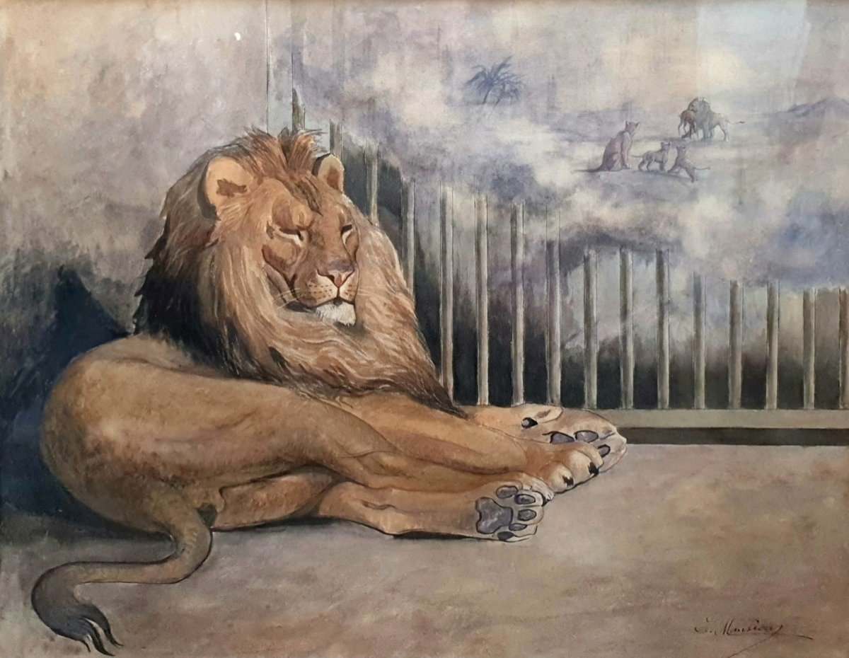 Lion In A Cage Dreaming Of Freedom Large Watercolor Circa 1900 Signed C Mansion
