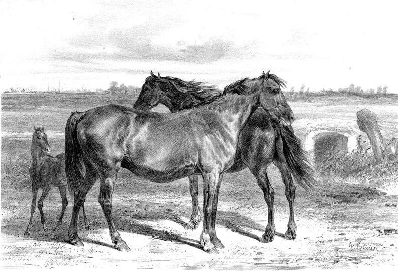 Hippolyte Lalaisse Horses From The Marshes Of Rochefort Around 1850 Large Oil On Canvas-photo-7