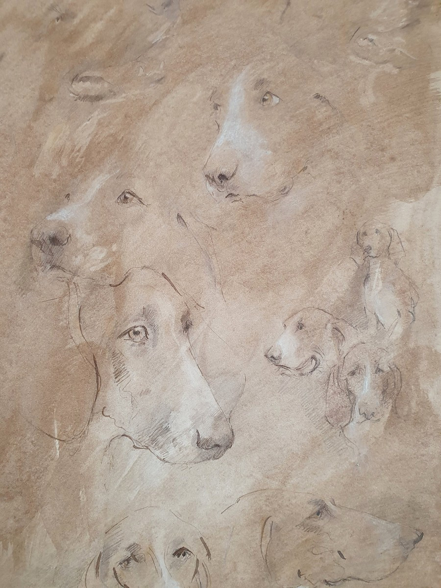 Étude de têtes de chiens dessin fin XXème chasse  braque décoration -photo-3