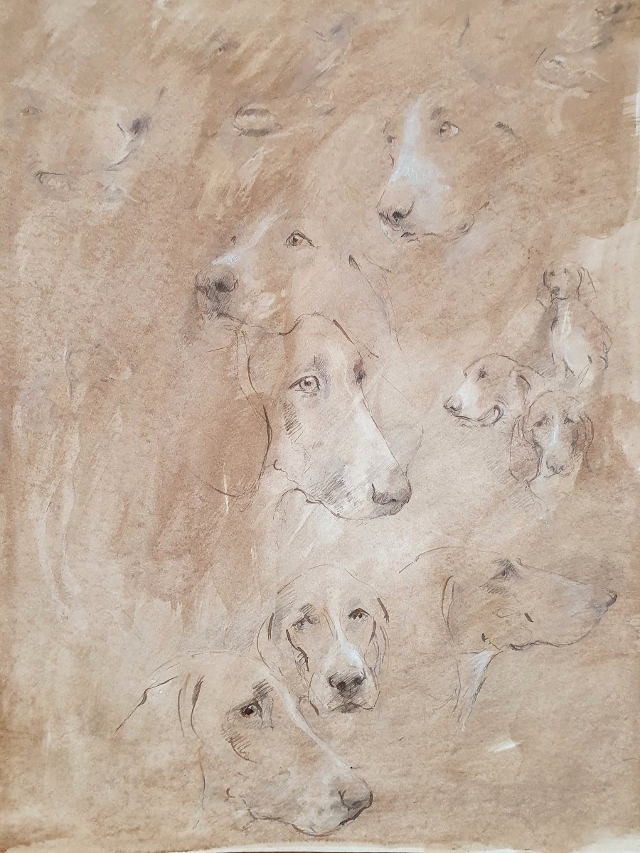 Étude de têtes de chiens dessin fin XXème chasse  braque décoration 