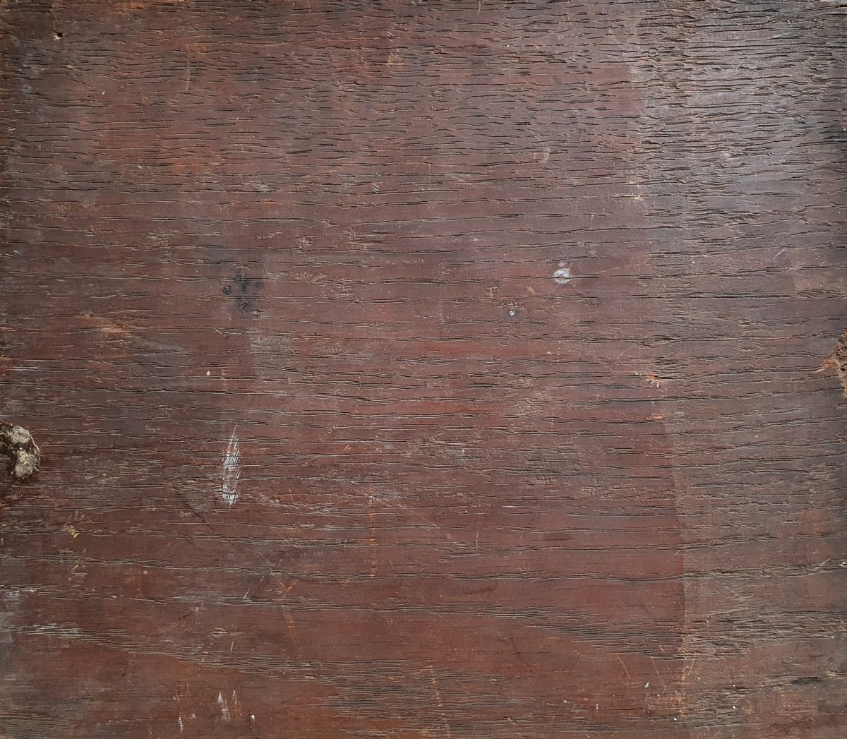 Portrait d'un pigeon domestique Monogrammé AB 1867 huile sur panneau -photo-4