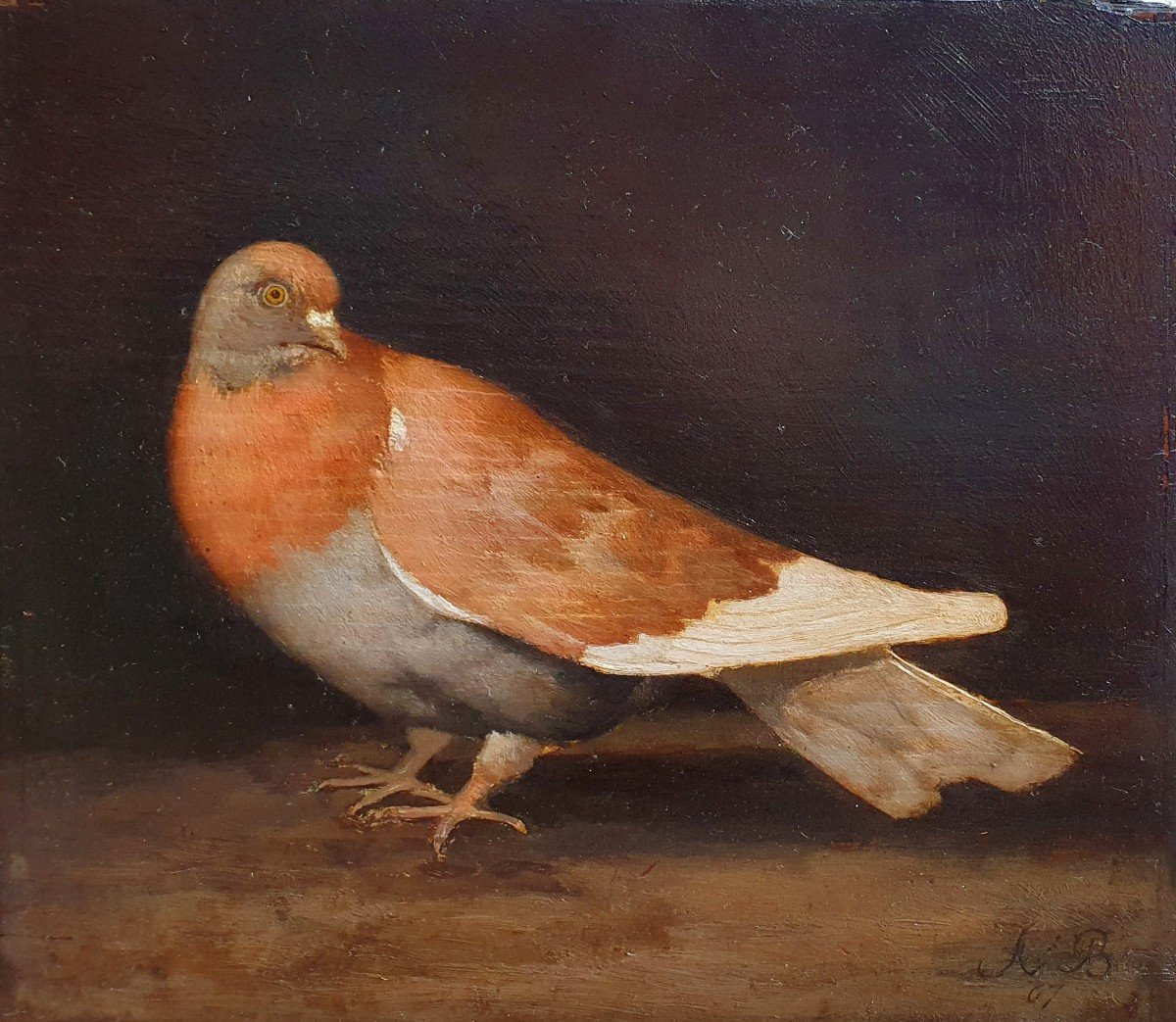 Portrait d'un pigeon domestique Monogrammé AB 1867 huile sur panneau 