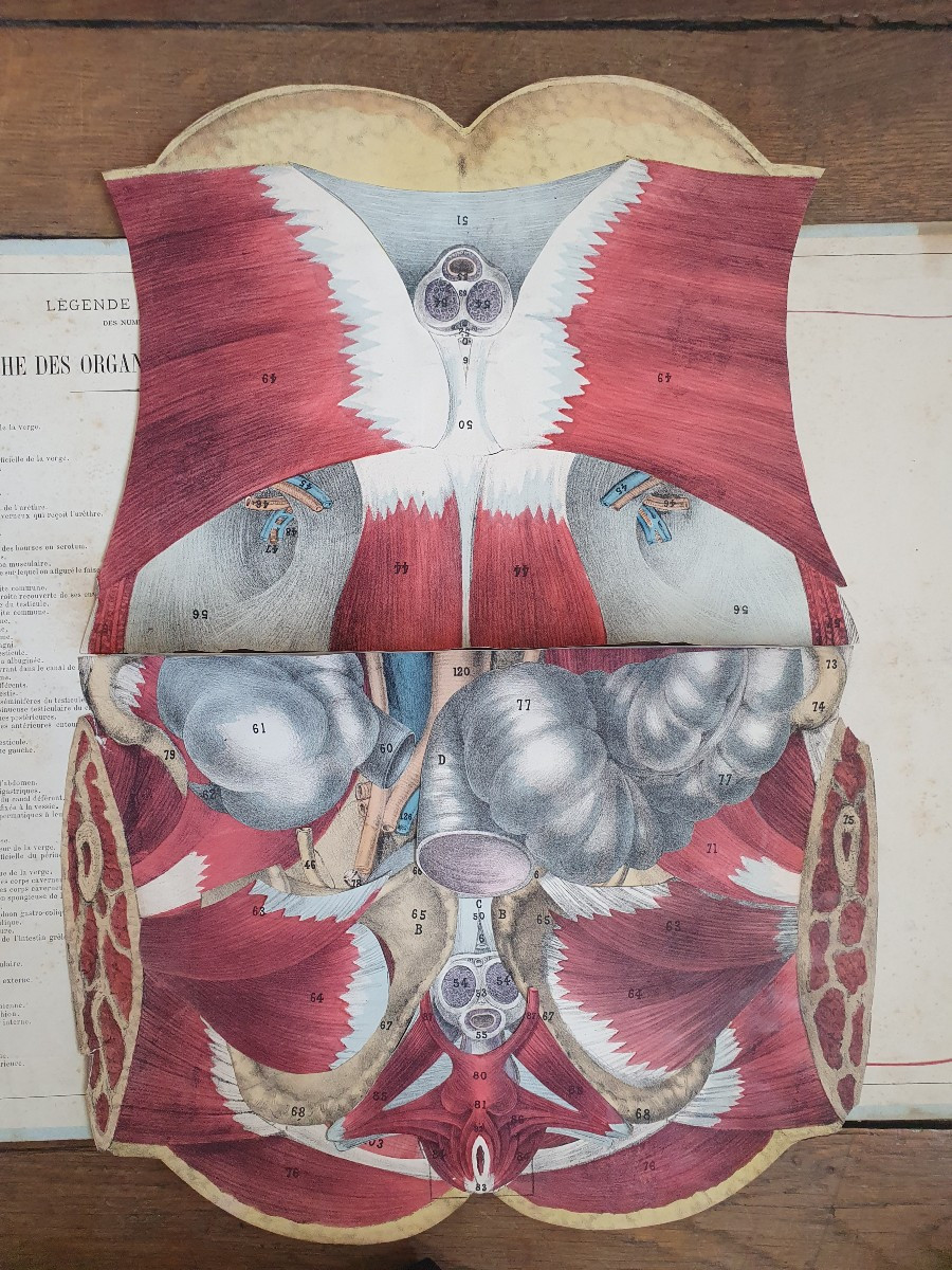 Human Perineum Gustave Joseph Witkowski Genital Organs Typography Anatomy Curiosity-photo-2