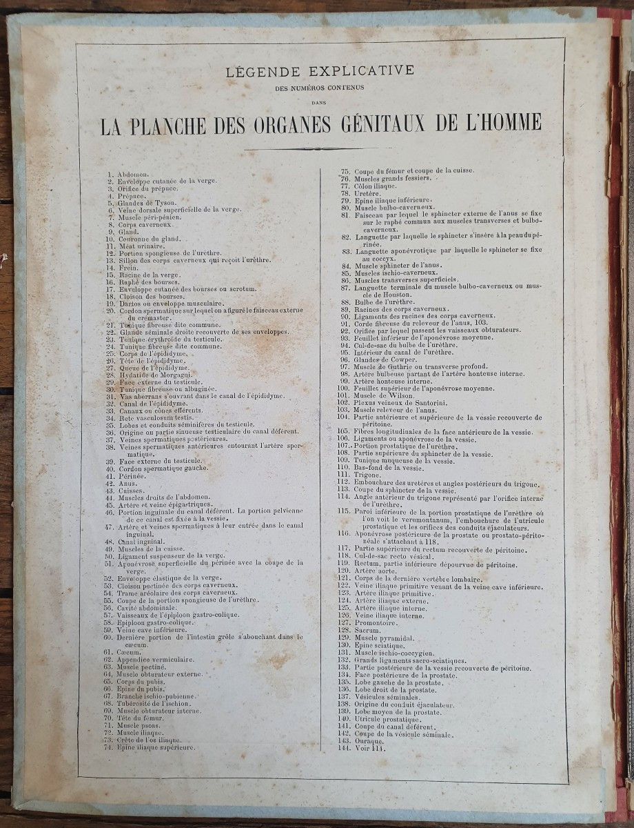 Human Perineum Gustave Joseph Witkowski Genital Organs Typography Anatomy Curiosity-photo-3