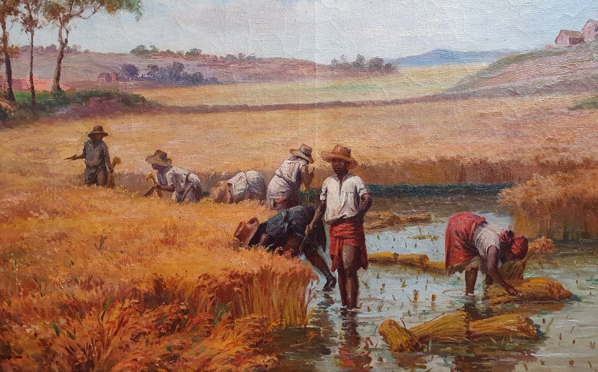 Henri Ratova La cueillette du riz à Madagascar huile sur toile vers 1910 malgache-photo-3