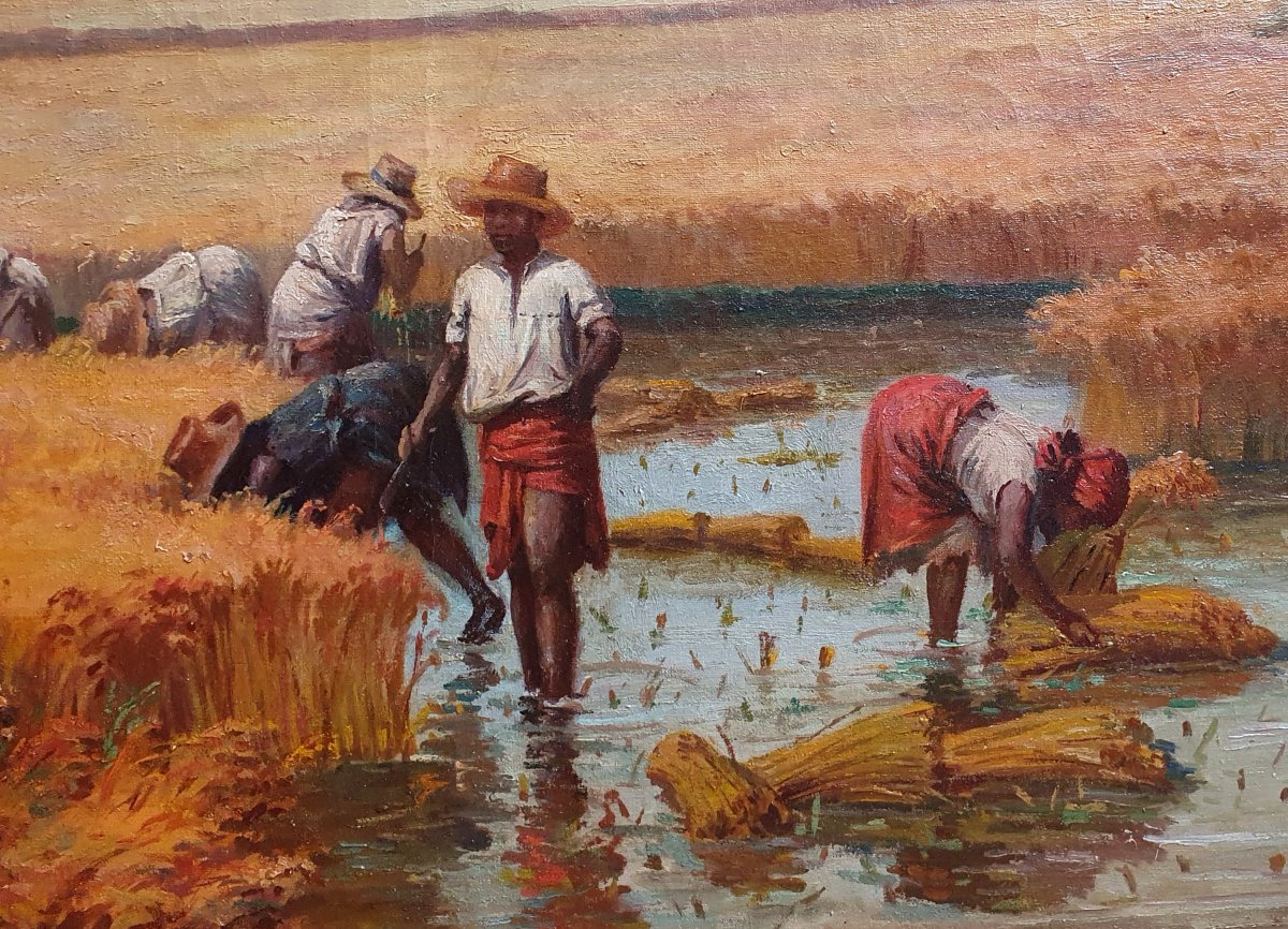 Henri Ratova La cueillette du riz à Madagascar huile sur toile vers 1910 malgache-photo-4