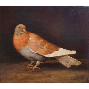 Portrait Of A Domestic Pigeon Monogrammed Ab 1867 Oil On Panel 
