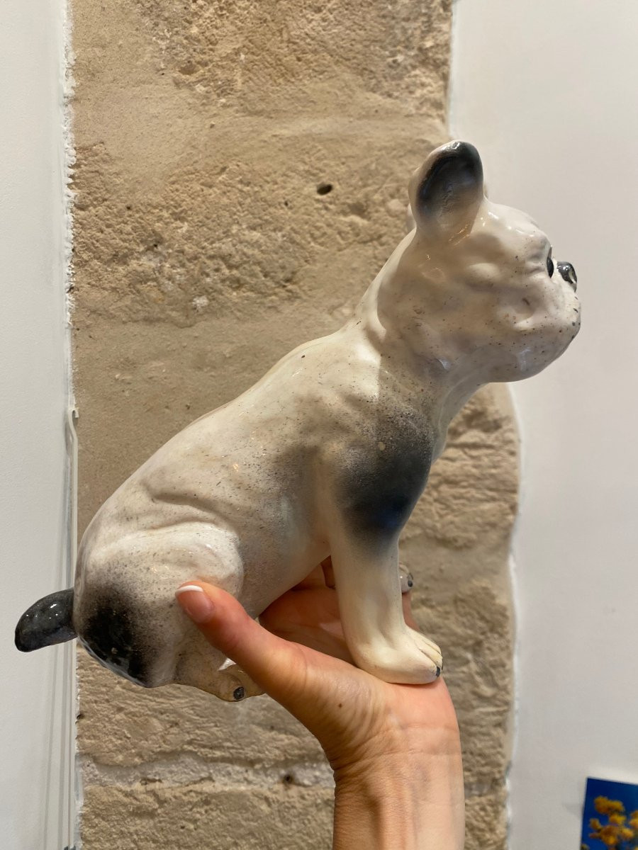 Bavent, French Bulldog -photo-7