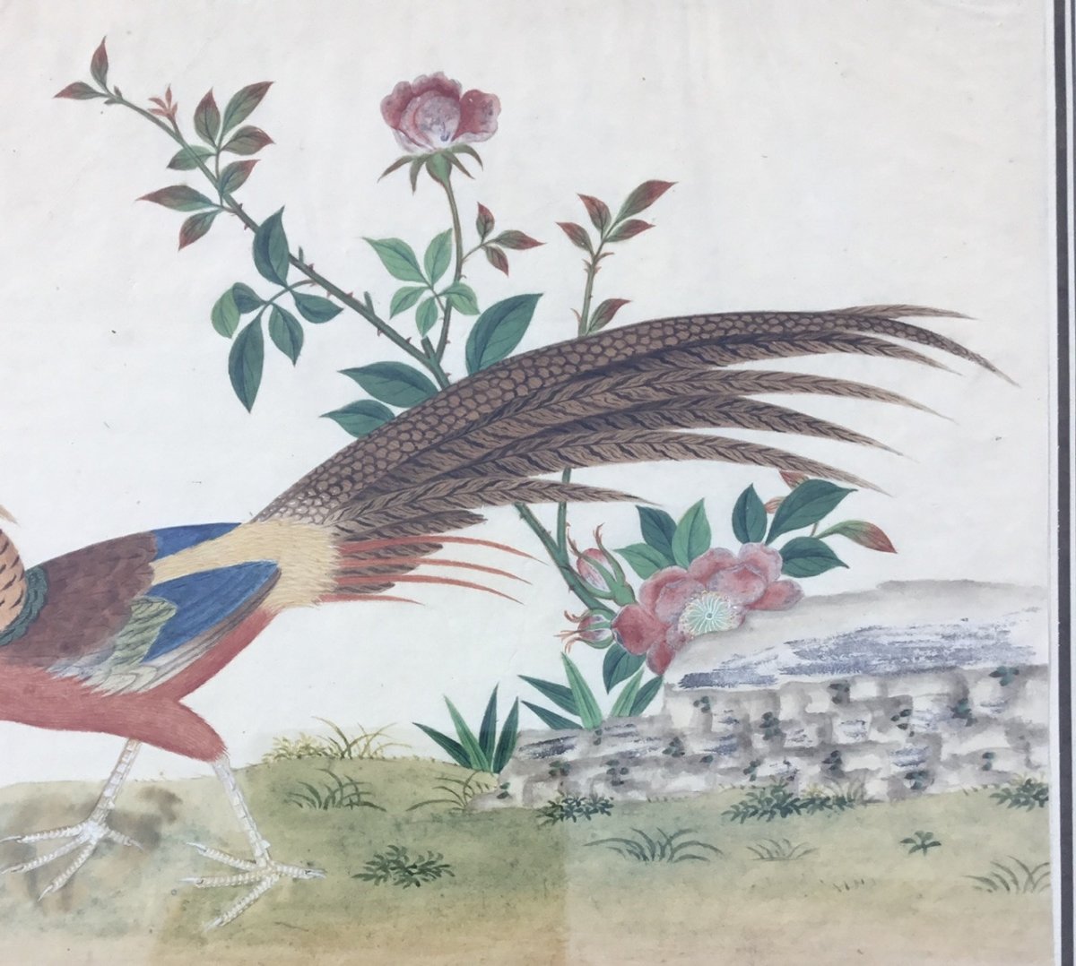 École Française début XVIIIe - Le Faisan Doré - Aquarelle signée - Oiseau, chasse, fleurs -photo-1
