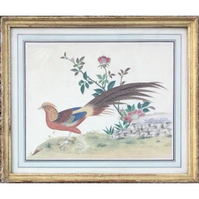 École Française début XVIIIe - Le Faisan Doré - Aquarelle signée - Oiseau, chasse, fleurs 