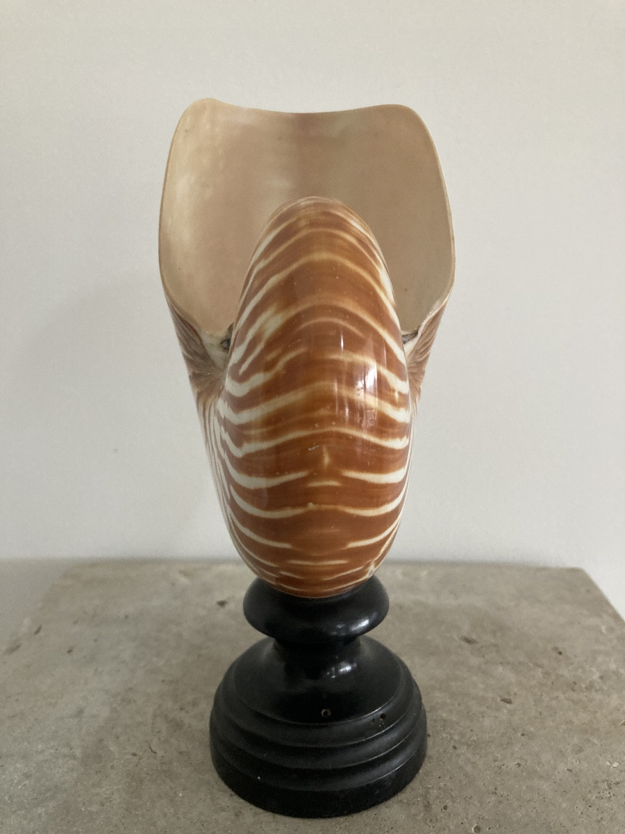 Nautilus Base -photo-2