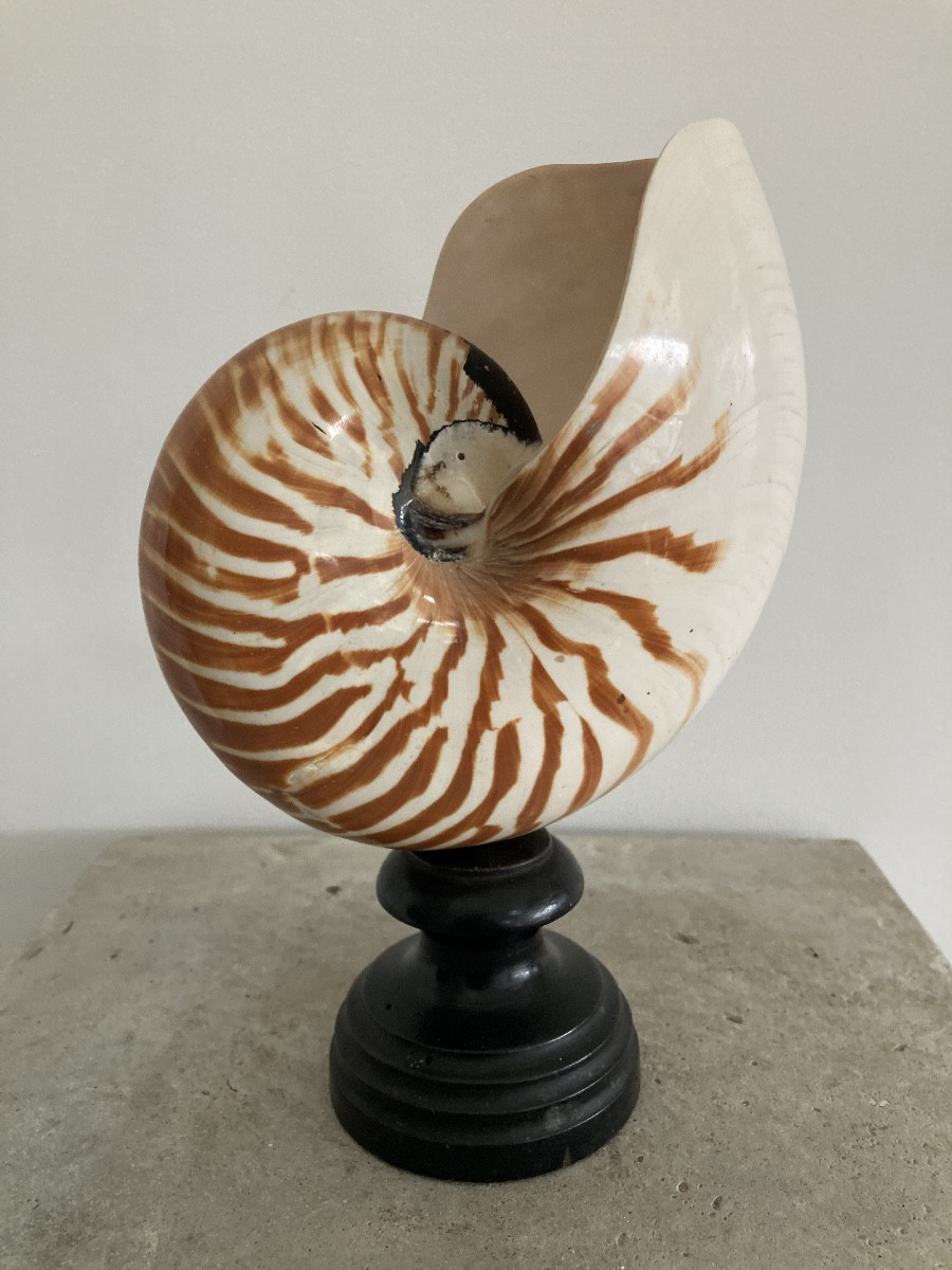 Nautilus Base -photo-3