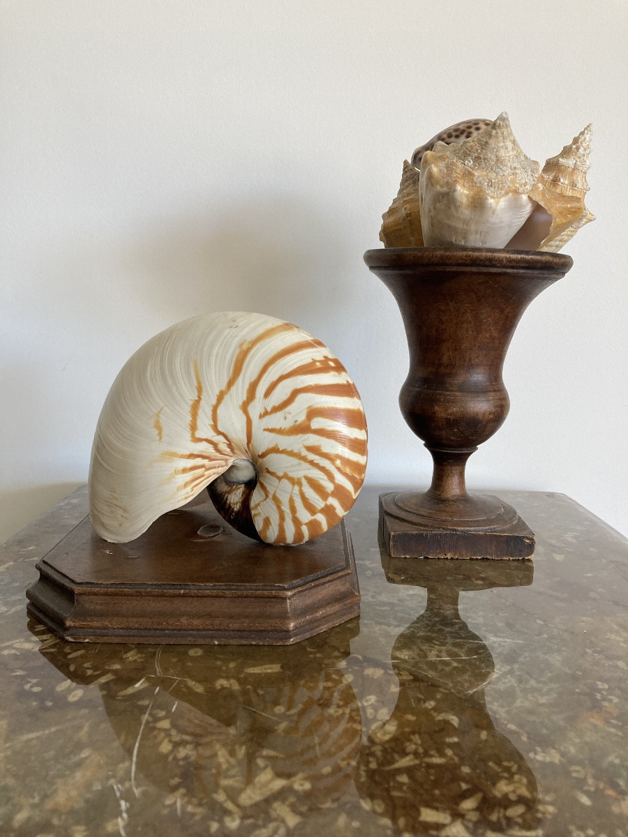 Nautilus And Shells-photo-2