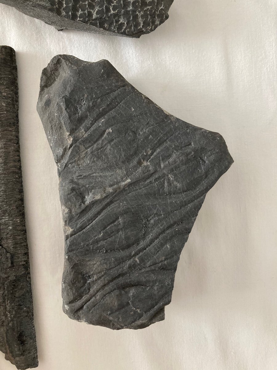 Coal Fossil Collection-photo-4